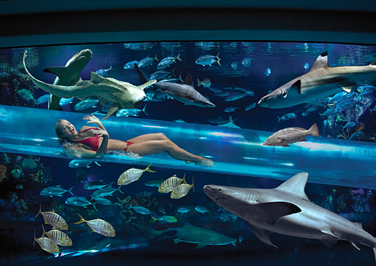 awesome hotel pools, including a shark tank water slide