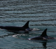 Video captures orcas stalking swimmer in Wellington