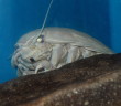 Giant Isopod “NO.1” died today, 1869 days after his last meal