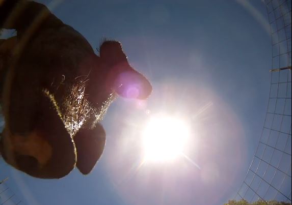 Camera falls from airplane and lands in pig pen