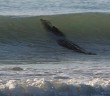 Giant surfing crocodile closes Broome’s Cable Beach in Australia