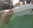 The swimming pigs of Exuma