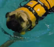 Bogart the Puppy Goes Swimming