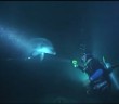 Bottlenose dolphin asks diver for help to remove a fishing hook and line
