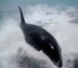 Orcas chase speeding boat
