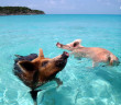 SI swimsuit model Irina Shayk swims with pigs in the Bahamas
