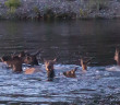 Elk herd filmed swimming in Canmore’s Bow River
