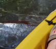 15-foot Oarfish Spend Last Moments Swimming With Tourists Off Mexico