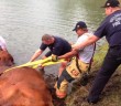 Police officers held drowning bull’s head above water for 3 hours