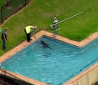 Wayward kangaroo rescued from pool