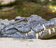 Man Goes For A Swim Attacked By Crocodiles Man Goes For A Swim Attacked By Crocodiles