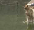 Four National Zoo lion cubs pass swim test