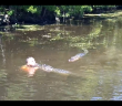 Watch This Guy Swim And Feed And Even Mouth-Feed Gators