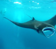 Swimming With Manta Rays