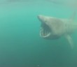 Sennen swimmer has close encounter with huge basking shark