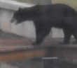 Black bear swimming in Cape canal excites resident