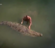 The Man Who Swims With Crocodiles