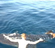 Swimming with a whale shark off Venice