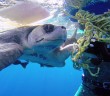 Diver Rescues Sea Turtle, Gets a Thanks