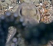 Octopus Surprises Scuba Diver By Dismantling His Camera