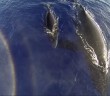 Stunning Drone Footage of a Humpback Whale Mother and Calf Surfacing