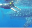 Whale Shark Nearly Eats Diver