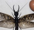 World’s Largest Flying Water Insect Can Cover an Adult Human Face (And Hates Pollution)