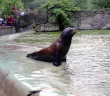 Woman sneaks into Berlin Zoo seal pool for swim