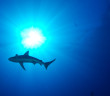 Swimmers Abandon 76-Mile Swim After Multiple Shark Encounters Swimmers Abandon 76-Mile Swim After Multiple Shark Encounters