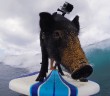 Behold Kama The Surfing Pig