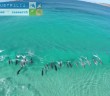 Dolphins surfing off Esperance, Western Australia