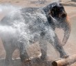 Firefighters Give Elephant a Firehose Shower!