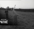 “Girl Water Diviner” – original 1954 reel from British Pathe