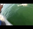 Grouper eats 4ft shark in one bite