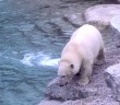 Polar bear cub goes for first swim
