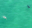 Uh oh, shark gets close to swimmer off Manhattan Beach
