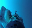 Watch as Great White sharks attack underwater cameras
