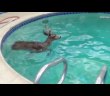 Little Deer Gets Into Big Trouble In Encino Swimming Pool
