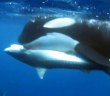 Orcas vs Shark: Killer Whales Take Down Tiger Shark
