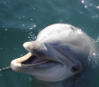 Dolphin attacks five swimmers off the Galway coast in Ireland