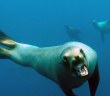 Caught On Camera: Curious Sea Lion Attacks Diver