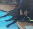 Firefighters Rescue Horse From Pool