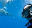 Extreme selfies: diver poses with great white shark