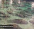 Florida manatees crowd out humans
