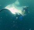 Cheeky Giant Manta flips diver mid-swim Cheeky Giant Manta flips diver mid-swim