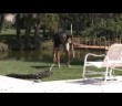 Gator pulled from Nokomis swimming pool