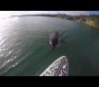 The terrifying moment an Orca nibbles at your paddle board