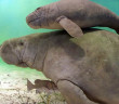 When swimming with manatees, mind the herd