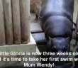 Adorable Baby Pygmy Hippo Takes Her First Swim