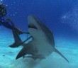 Be careful when mounting cameras on sharks